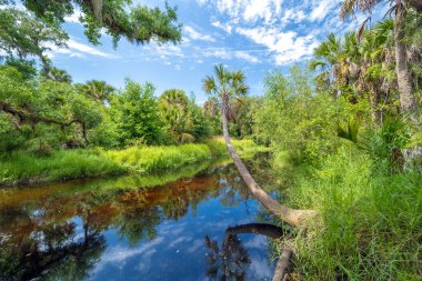 Florida ormanları doğayı besler. Yoğun yeşil yağmur ormanları olan tropikal sulak alanlar.