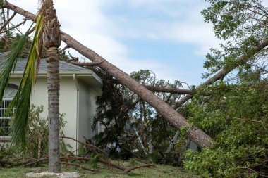 Florida 'daki kasırgadan sonra ev çatısında ağaç hasarı. Güçlü tropikal fırtına rüzgarları sonrası enkazdan aşağı düştü. Doğal afetin sonuçları..