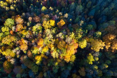 Sonbaharda sarı tepe örtüleri olan renkli bir orman. Sonbahar mevsiminde vahşi orman manzarası.