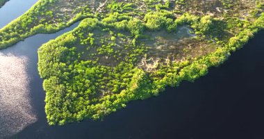 Güney Florida, ABD 'de sulak nehir ve yeşil bataklık ile subtropikal yabani bitki örtüsü. Bataklık Ekosistemi.
