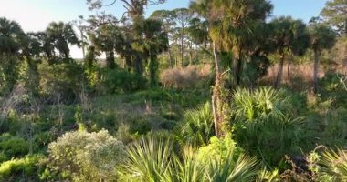 Güney Amerika 'da yeşil palmiye ağaçları ve vahşi bitki örtüsü olan Florida subtropikal ormanları. Yoğun yağmur ormanları ekosistemi.