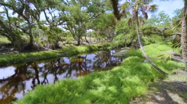 Tropik yağmur ormanları ekosistemi. Florida ormanları yeşil palmiye ağaçları, küçük tatlı su nehri ve Güney Amerika 'da vahşi bitki örtüsü..
