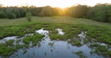 Florida 'nın sulak arazisi. Günbatımında yoğun yeşil bitki örtüsüyle tropik bataklık.