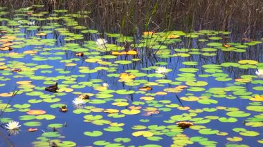 Wetland Ormanı 'nın güneşli manzarası. Güzel göl doğası.