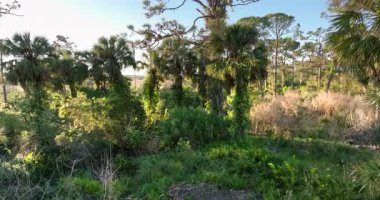 Tropik yağmur ormanları ekosistemi. Güney Amerika 'da yeşil palmiye ağaçları ve vahşi bitki örtüsü olan Florida ormanları..