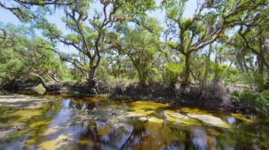 Tropik yağmur ormanları ekosistemi. Florida ormanları yeşil palmiye ağaçları, küçük tatlı su nehri ve Güney Amerika 'da vahşi bitki örtüsü..