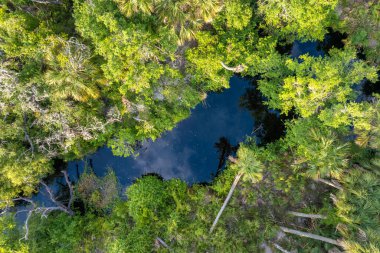 Florida ormanları doğayı besler. Yoğun yeşil yağmur ormanlarıyla tropikal sulak alanların havadan görünüşü.