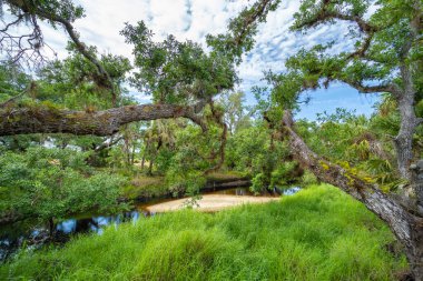 Florida sulak arazisi doğası. Güney Amerika 'da palmiye ağaçları ve tropikal bitki örtüsü olan ormanlar.