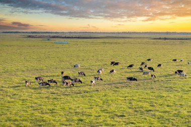 Yeşil çiftlik otlaklarında otlayan bedava süt inekleri. Çiftlik arazilerinde sığır beslemek.