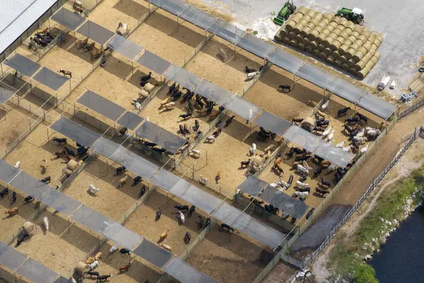 Sığır ağılında sığır eti. Florida kırsal kesimindeki çiftlik hayvanlarının beslenmesi..