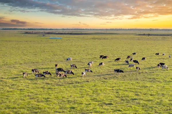 Yeşil çiftlik otlaklarında otlayan bedava süt inekleri. Çiftlik arazilerinde sığır beslemek.
