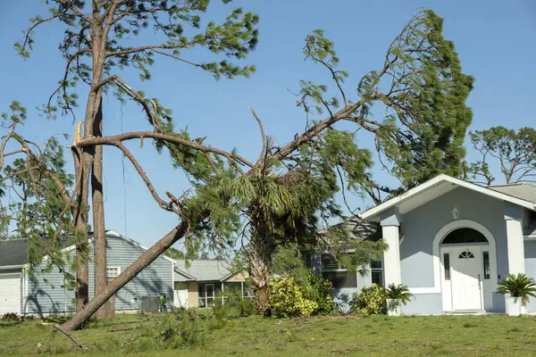 Florida 'daki evin arka bahçesindeki bir ağaçta kasırga hasarı var. Tropik fırtına rüzgarlarından sonra büyük bir ağaçtan düştü. Doğal afetin sonuçları..