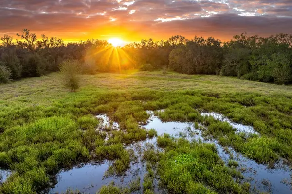 Bataklıklar gün batımında vahşi tropikal doğa. Florida ekosistem manzarası.