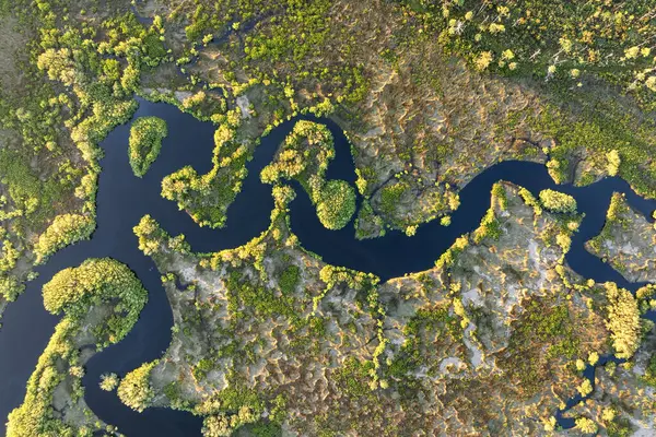 Güney Amerika 'da vahşi bitki örtüsüyle Florida subtropikal bataklığı.