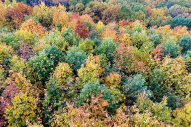 Sonbahar mevsiminde yemyeşil orman. Güneşli bir günde sonbahar ormanlarında renkli gölgeler. Sonbahar vahşi doğasının manzarası.