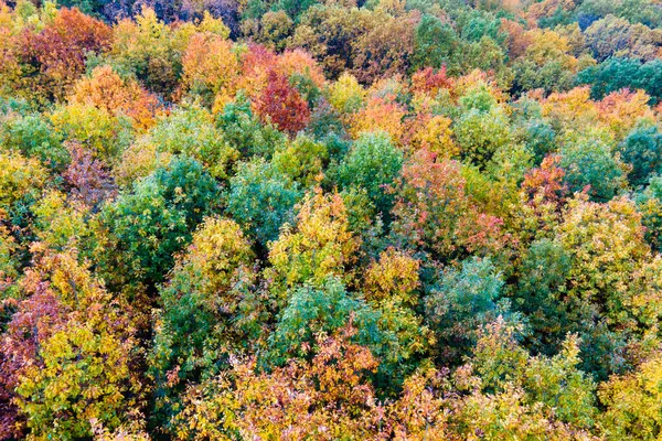 Sonbahar mevsiminde yemyeşil orman. Güneşli bir günde sonbahar ormanlarında renkli gölgeler. Sonbahar vahşi doğasının manzarası.