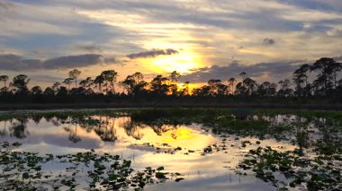 Florida 'daki sulak arazi ormanlarında gün batımı.