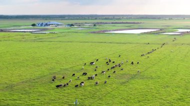 Organik süt ürünleri üretimi. Yeşil çiftlik otlaklarında otlayan süt inekleri. Çiftlik arazilerinde sığır beslemek.