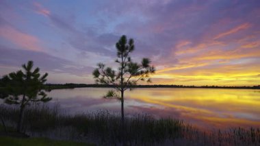 Günbatımında güneydeki tropik göl bitkileri. Florida sulak arazisinin akşam manzarası.