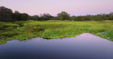 Bataklıklar gün batımında vahşi tropikal doğa. Florida ekosistem manzarası.