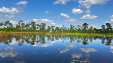 Florida 'nın güneşli sulak arazisi. Güney tropikal bataklıkta, orman gölü suyuna çiçek açar..