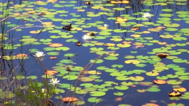 İnanılmaz Florida doğası. Güney tropikal sulak alanlarda yüzen nilüferlerle bataklık gölü.