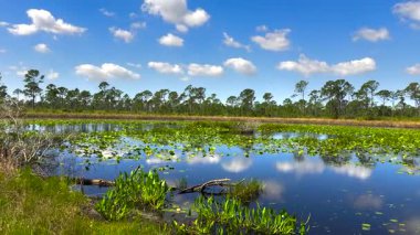 Florida 'daki sulak alan ormanında göl.