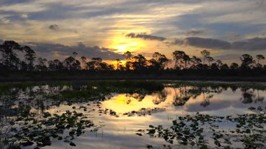 Bataklık ormanında gün batımı manzarası. Akşamları göl doğası.