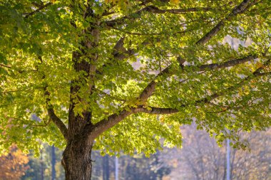 Kuzey Carolina dağ ormanlarında sonbahar doğası.
