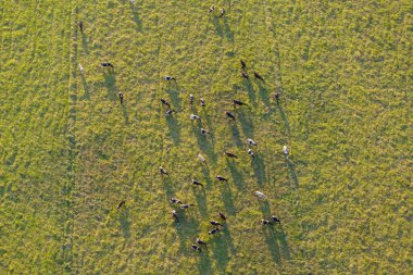 Çiftlik arazilerinde otlayan sığırlar. Organik süt ürünleri üretimi. Yeşil çayırlarda beslenen süt inekleri.