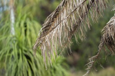 Florida 'nın arka bahçesinde kurumuş ölü palmiye ağacı.