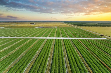 Florida 'daki tarlalar. Yaz mevsiminde yetiştirilen tarım tarlaları ve yetiştirilen yeşil mahsuller. ABD 'de tarım ve tarım endüstrisi.