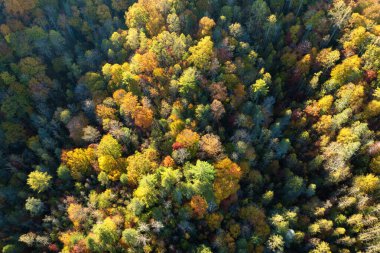 Sonbahar mevsiminde yemyeşil orman. Güneşli bir günde sonbahar ormanlarında renkli gölgeler. Sonbahar vahşi doğasının manzarası.