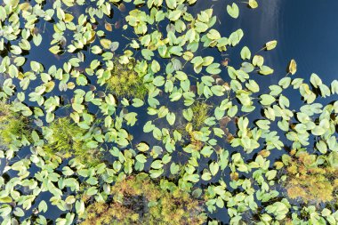 Wetland Ormanı 'nın güneşli manzarası. Güzel göl doğası.