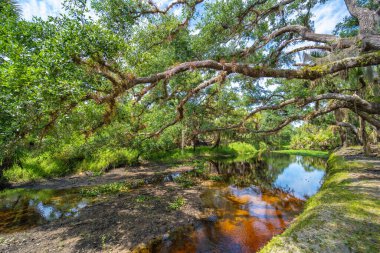 Sulak alanlar yoğun yeşil yağmur ormanlarıyla birlikte vahşi tropikal doğa. Florida ormanları.