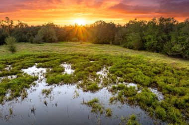 Gün batımında yoğun yeşil bitki örtüsü olan vahşi tropikal doğa. Güney Amerika 'daki Florida sulak gölü..
