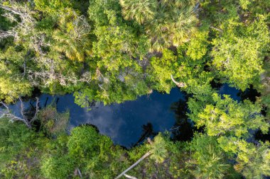 Yoğun yeşil yağmur ormanlarıyla vahşi tropikal doğanın havadan görünüşü. Güney Amerika 'da palmiye ağaçları, sulak arazi nehri ve bitki örtüsü olan Florida ormanları.