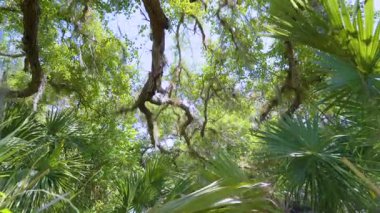 Yeşil palmiye ağaçları ve vahşi bitki örtüsü olan Florida yağmur ormanları. Yoğun tropikal orman ekosistemi.