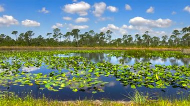 Wetland Ormanı 'nın güneşli manzarası. Güzel göl doğası.