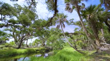 Yeşil palmiye ağaçları ve Florida 'nın güneyindeki vahşi bitki örtüsü arasında taze su nehri olan tropikal ormanlar. Yoğun yağmur ormanları ekosistemi.