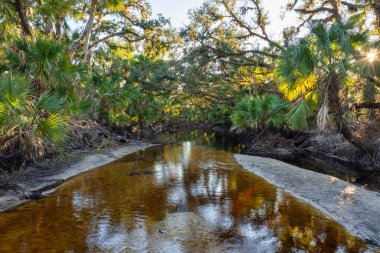 Güzel tropikal doğa. Yeşil palmiye ağaçları ve Florida 'nın güneyindeki vahşi bitki örtüsü arasında nehir bulunan orman yağmur ormanları. Yoğun yağmur ormanları ekosistemi.