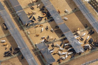 Florida kırsalında sığır eti satan bir çiftlik. ABD 'de çiftlik hayvanlarının beslenmesi..