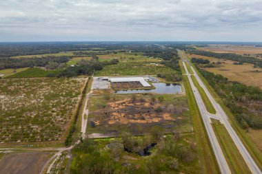 İnek eti ineklerle besleniyor. ABD 'deki çiftlikte sığır ağılı..