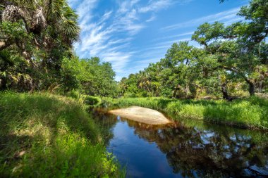 Yeşil palmiye ağaçları ve vahşi bitki örtüsü arasında nehir bulunan Florida yağmur ormanları. Yoğun tropikal orman ekosistemi.