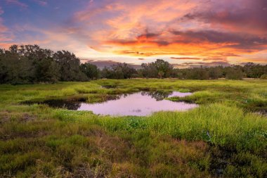 Yeşil yabani bitki örtüsü arasında suyu olan Florida sulak alanları. Günbatımında tropik ekosistem.