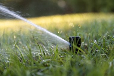 Yaz bahçesinde çimenleri suyla sulayan fıskiyeler. Kurak mevsimde taze tutmak için yeşil bitkileri sulamak..