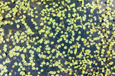 Florida 'nın güneşli sulak arazisi. Güney tropikal bataklıkta, orman gölü suyuna çiçek açar..