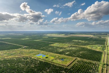 Güneşli bir günde Florida 'da yetişen portakal ağaçlarının olduğu yeşil tarlaların manzarası.