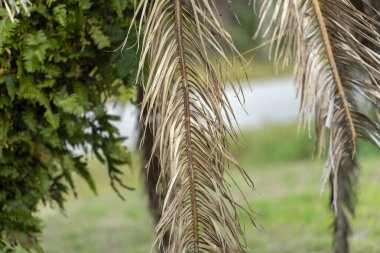 Florida 'nın arka bahçesinde kurumuş ölü palmiye ağacı.