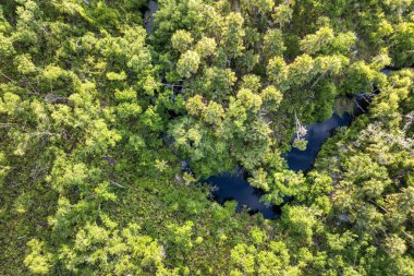 Güney Amerika 'da yeşil palmiye ağaçları, nehir ve vahşi bitki örtüsü olan Florida subtropikal ormanları. Yoğun yağmur ormanları ekosisteminin yukarısından görüntüle.